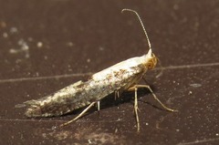 Argyresthia bonnetella