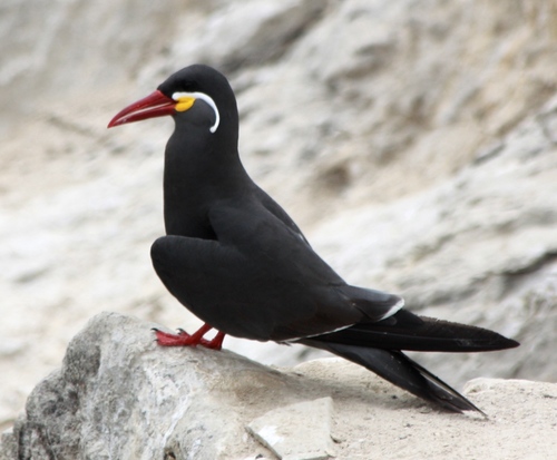 Larosterna inca