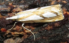 Catoptria permutatellus
