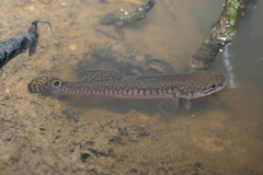 Ladder Gudgeon photo 4