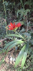Hippeastrum aulicum, photograph (c) Valentin Moser, some rights reserved (CC BY)