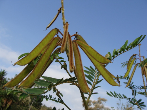 Image of Tephrosia vogelii by (c) Alexis López Hernández, some rights reserved (CC BY)
