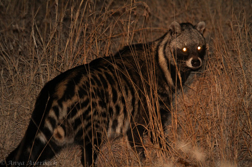 African Civet