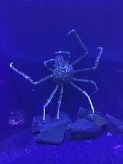 Paralithodes camtschaticus