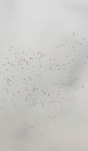 White Stork