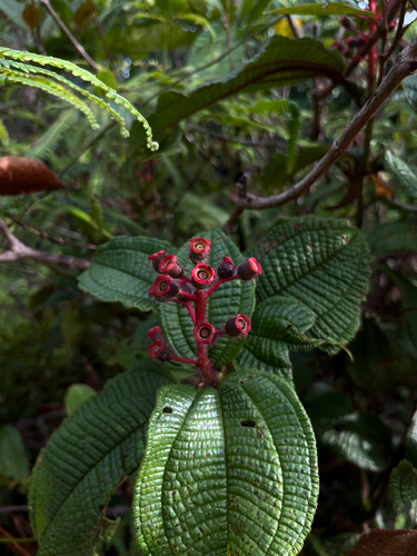 Miconia tococa