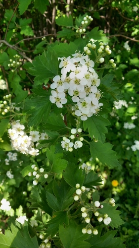 Наблюдение на iNaturalist