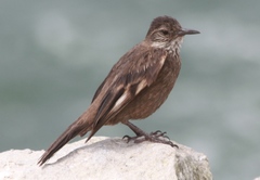 Cinclodes taczanowskii