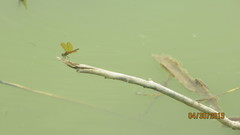 Perithemis tenera