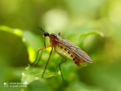 Empis trigramma