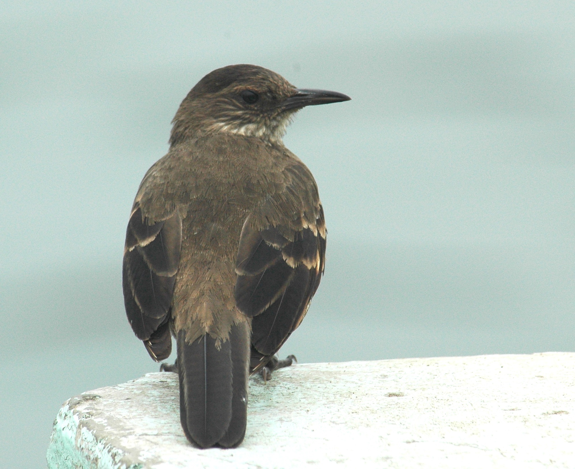 Surf Cinclodes (Cinclodes taczanowskii) · iNaturalist