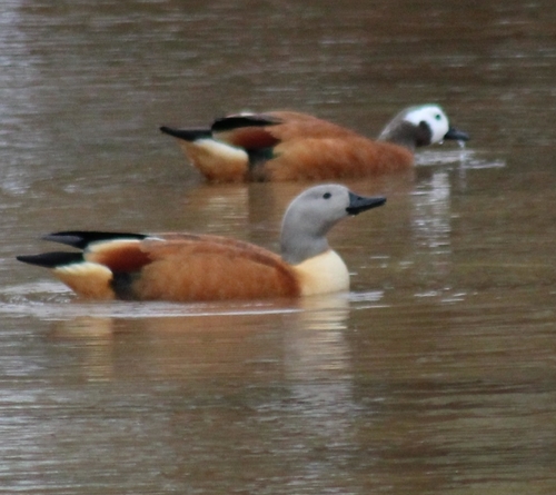 iNaturalist image