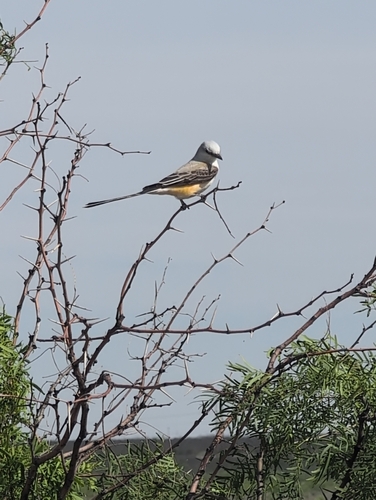 Scissor-tailed Flycatcher