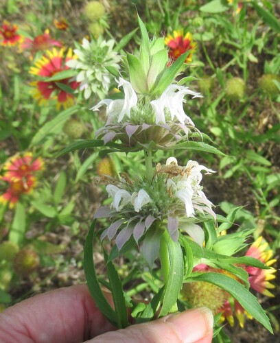 Lemon beebalm (Monarda citriodora)