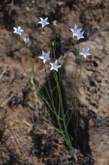 Wahlenbergia virgata