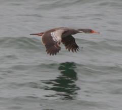 Poikilocarbo gaimardi