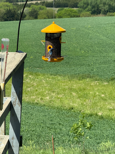 Indigo Bunting