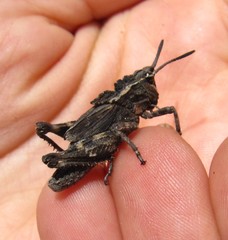 Dracotettix monstrosus