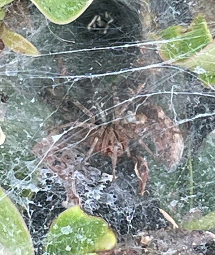 Grass Funnel-web Spiders