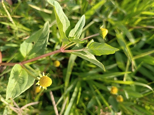 marsh para cress