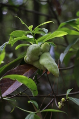 Exobasidium symploci