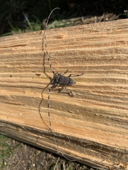 Acanthocinus aedilis