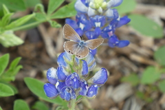 Echinargus isola