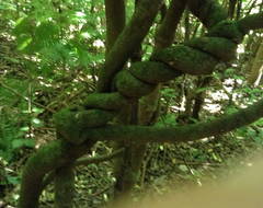 Muehlenbeckia australis