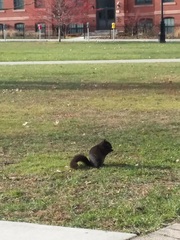 Sciurus carolinensis