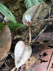 Nephelaphyllum