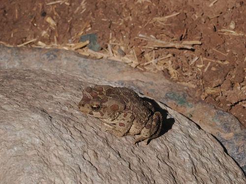 Mauritanian Toad