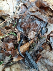 Plethodon cinereus