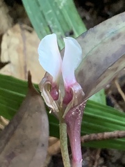 Nephelaphyllum