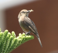 Pyrocephalus rubinus obscurus