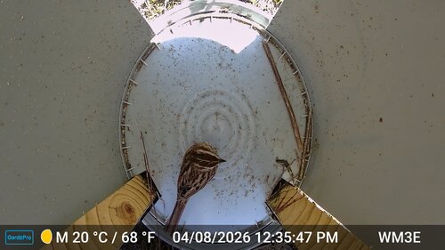 Song Sparrow