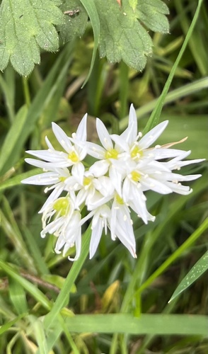 Ramsons