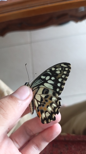 Papilio demoleus