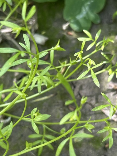 Floerkea proserpinacoides, photograph 3