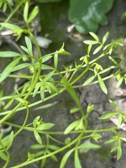 Floerkea proserpinacoides, photograph author not stated, no rights reserved