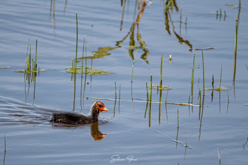 Eurasian Coot