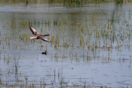 Greylag Goose