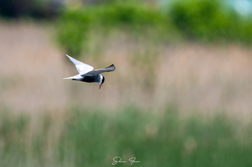 Whiskered Tern