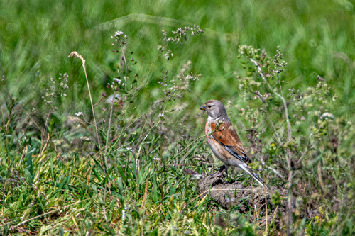 Eurasian Linnet