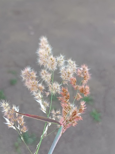 natal grass