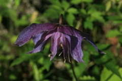 Clematis macropetala