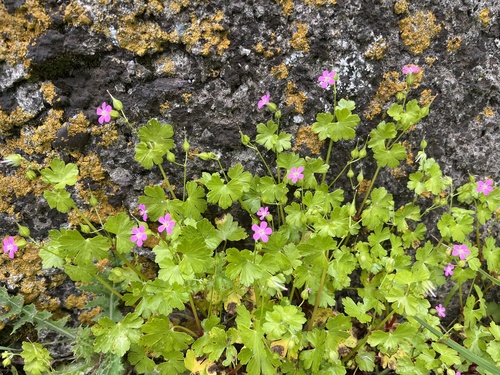 Shining Crane's-bill