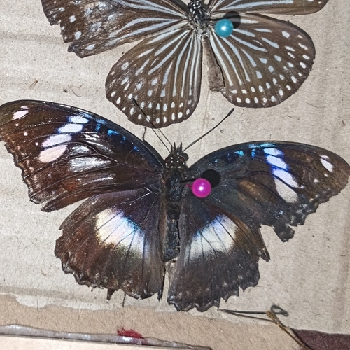 Hypolimnas bolina