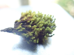 Ulota obtusiuscula