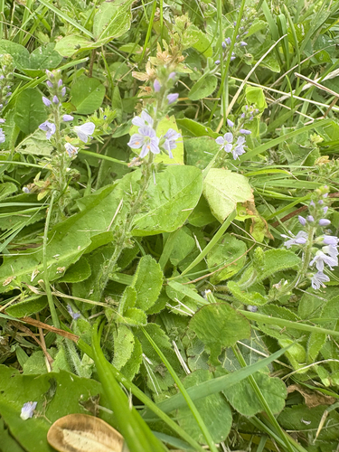 Heath Speedwell