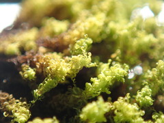 Ulota obtusiuscula